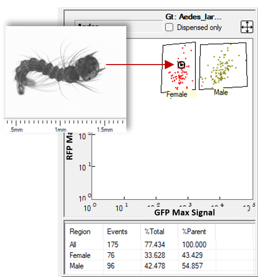 Mosquito Larvae Counting & Sex Separation